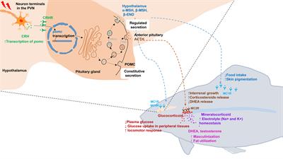 Domestication of farmed fish via the attenuation of stress responses mediated by the hypothalamus–pituitary–inter-renal endocrine axis